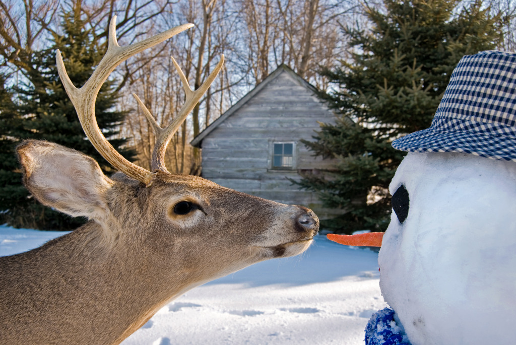Going for a Snowman's Nose jigsaw puzzle in Animals puzzles on TheJigsawPuzzles.com