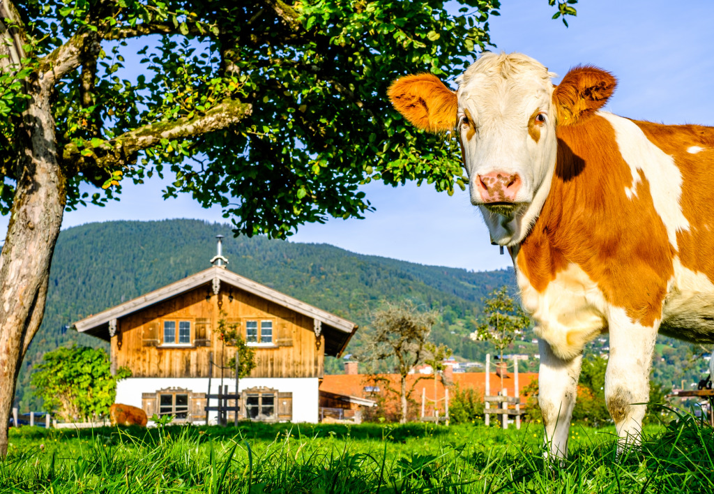 A Cow in the Austrian Alps jigsaw puzzle in Animals puzzles on TheJigsawPuzzles.com