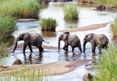 Three Elephants Crossing a River