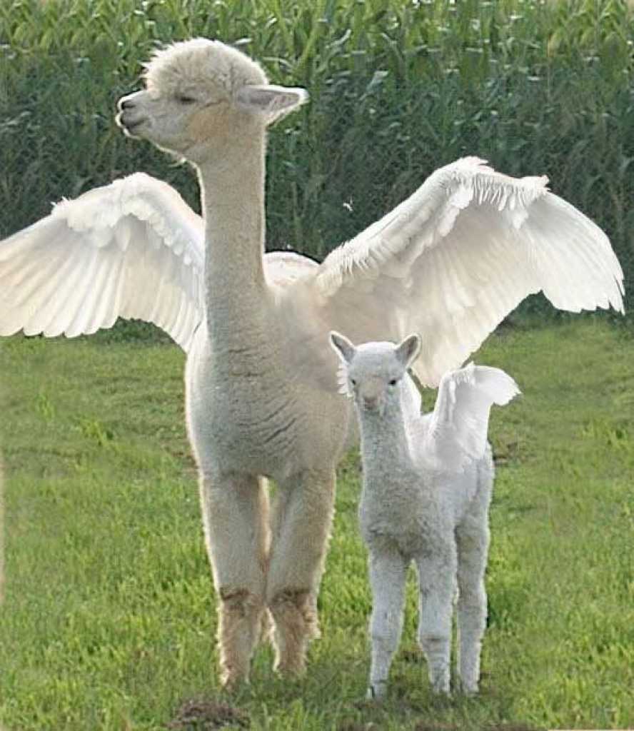 winged llama jigsaw puzzle in D. Wilson puzzles on TheJigsawPuzzles.com