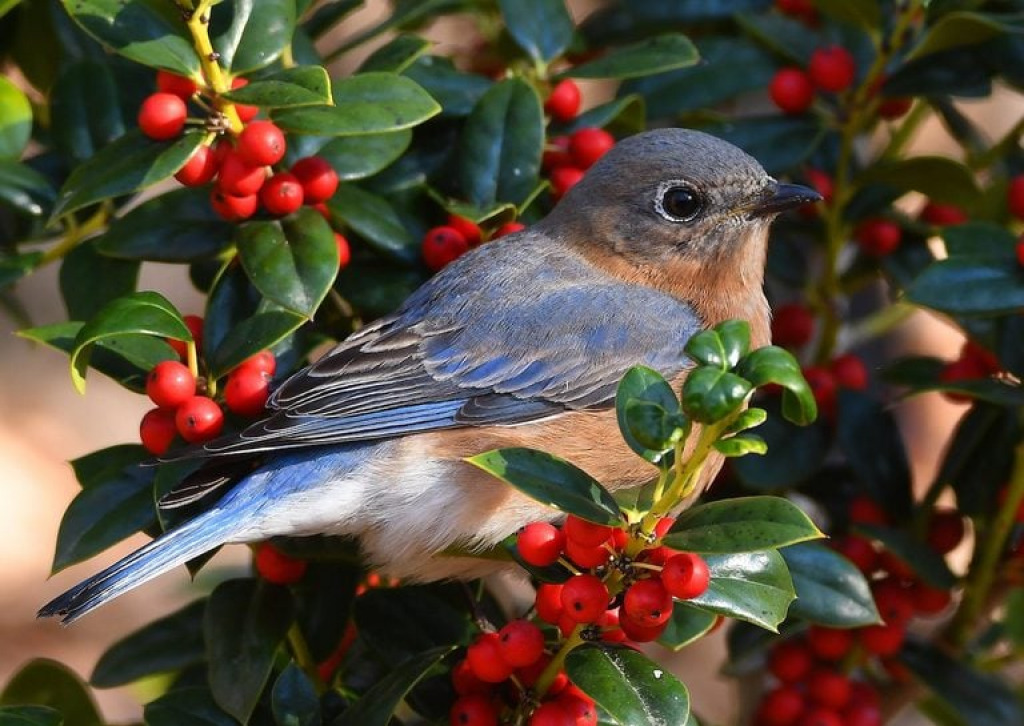 bluebird in holly jigsaw puzzle in Thomas Berry puzzles on TheJigsawPuzzles.com