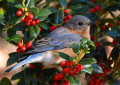 bluebird in holly