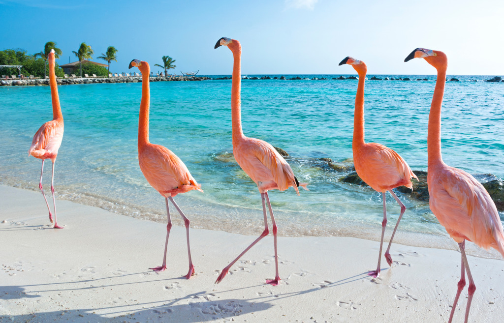 Flamingos Cor-de-rosa, Ilha de Aruba jigsaw puzzle in Animais puzzles on TheJigsawPuzzles.com