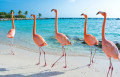 Pink Flamingoes, Aruba Island