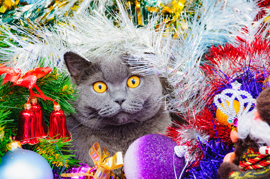 Britische Katze mit gelben Augen jigsaw puzzle in Weihnachten & Neujahr puzzles on TheJigsawPuzzles.com
