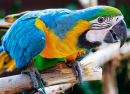 Macaw Parrot Perched on a Branch
