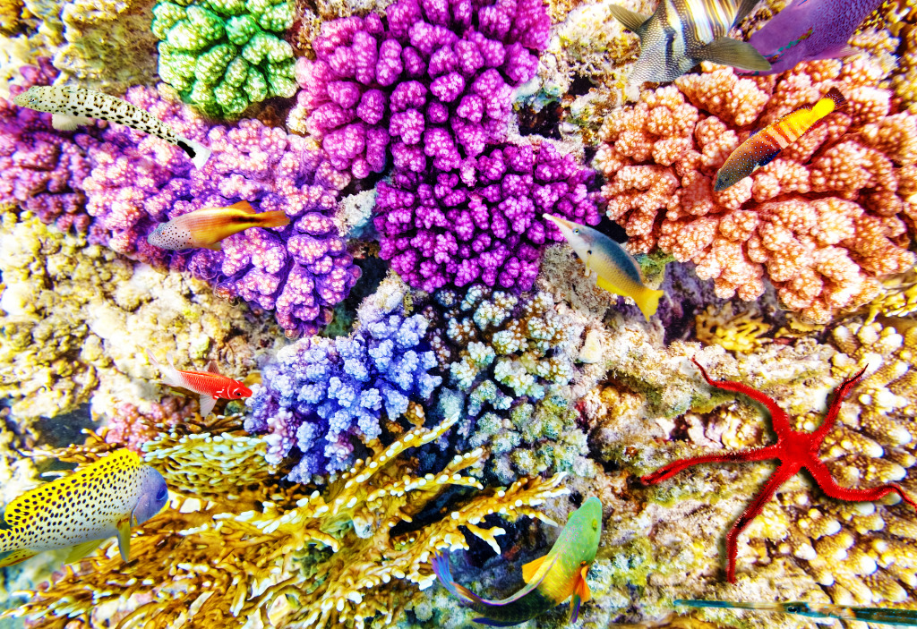 Подводный мир с кораллами и тропическими рыбами jigsaw puzzle in Подводный мир puzzles on TheJigsawPuzzles.com
