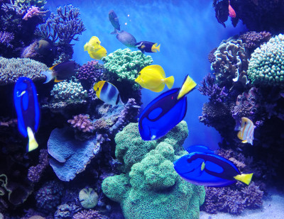 Monterey Bay Aquarium, California jigsaw puzzle in Under the Sea