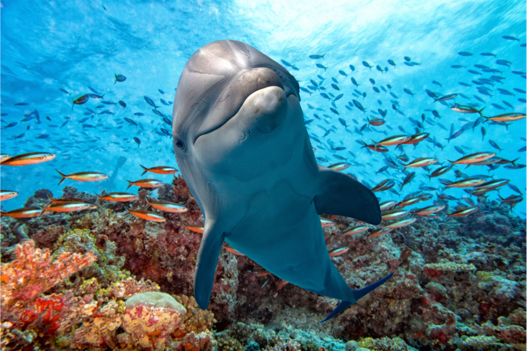 Delfin und ein Fischschwarm jigsaw puzzle in Unter dem Meer puzzles on TheJigsawPuzzles.com