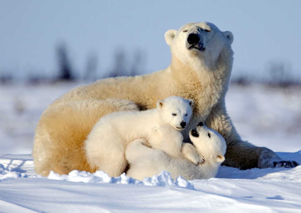 Famille de l’ours blanc, parc national Wapusk, Canada jigsaw puzzle in Animaux puzzles on TheJigsawPuzzles.com