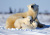 Polar Bear Family, Wapusk NP, Canada