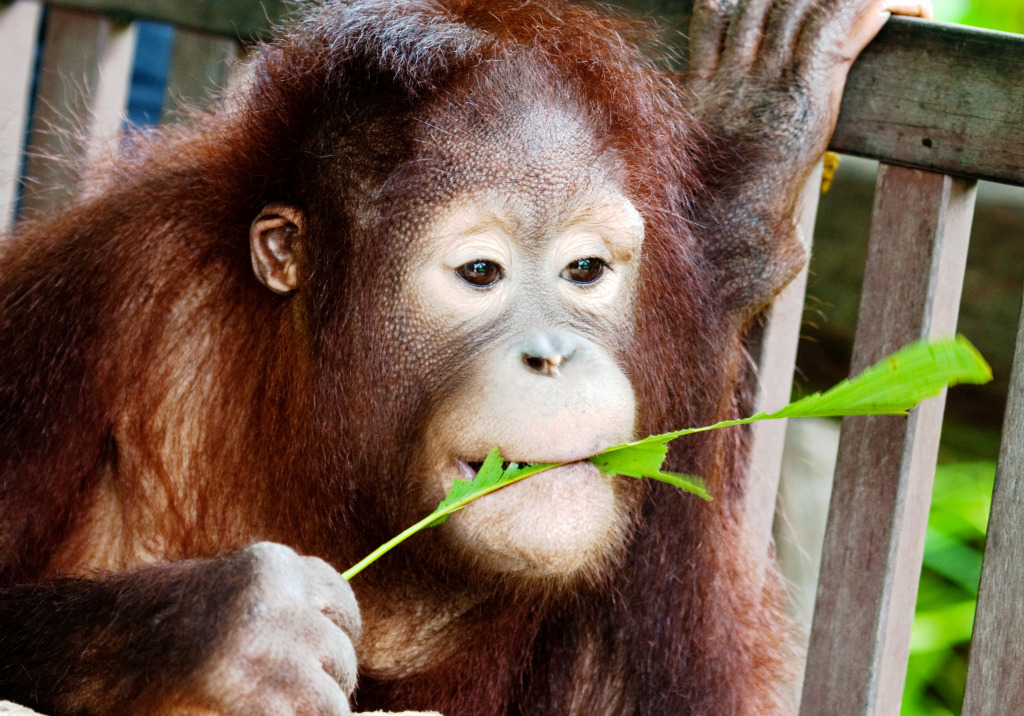 Ein junger Orang-Utan, malaysisches Borneo jigsaw puzzle in Tiere puzzles on TheJigsawPuzzles.com