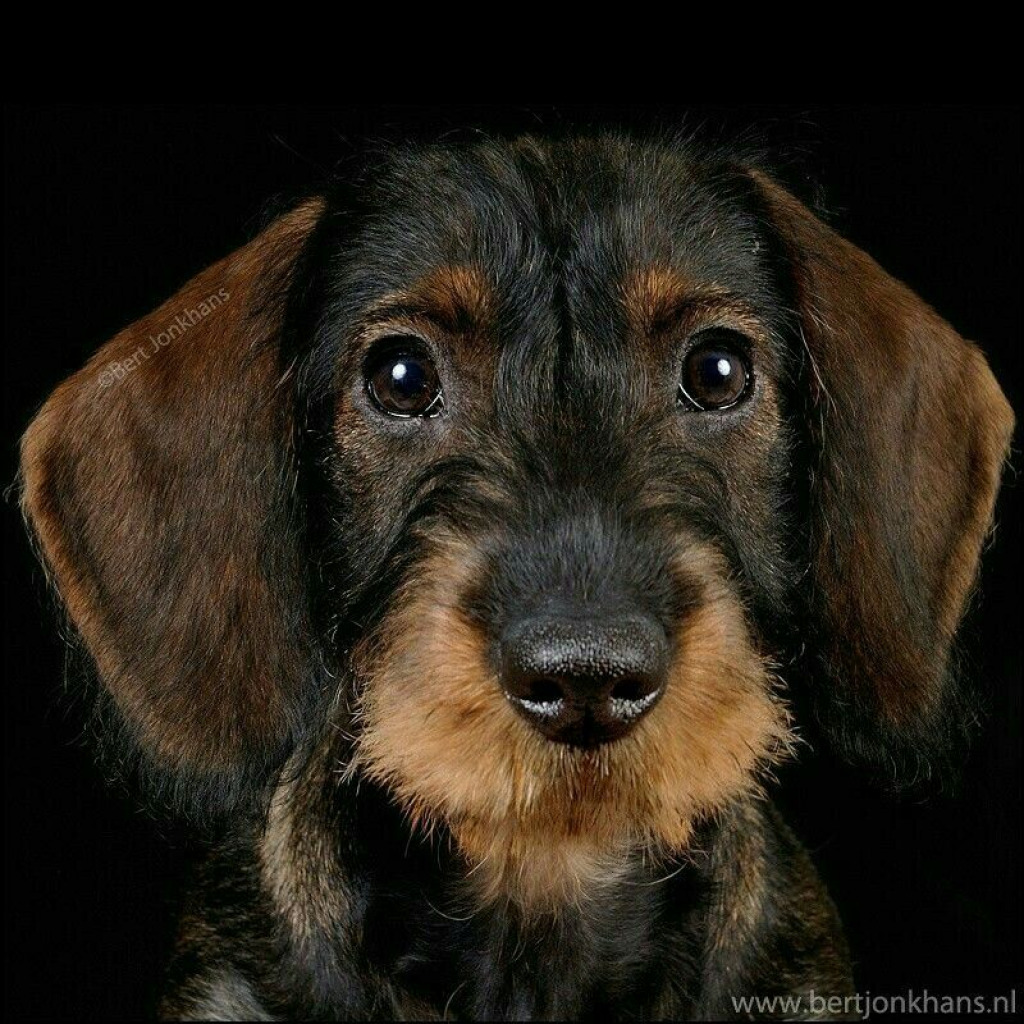 Joise look alike jigsaw puzzle in Ralph Steele puzzles on TheJigsawPuzzles.com