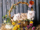 Three Little Persian Kittens