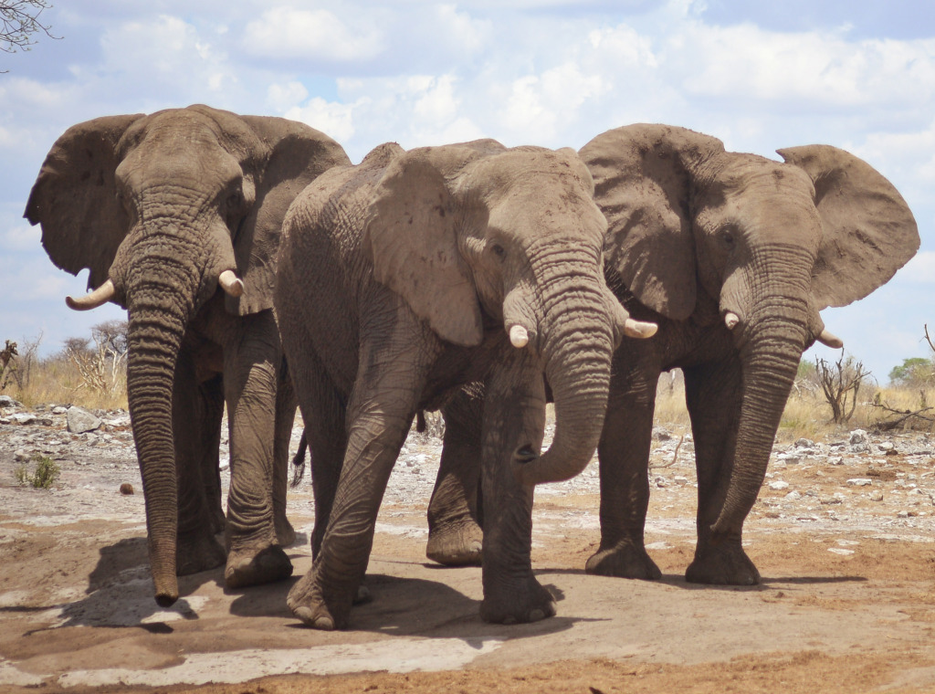 Три слона в Африке jigsaw puzzle in Животные puzzles on TheJigsawPuzzles.com
