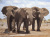 Three Elephants in Africa