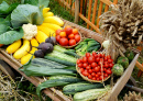 Vegetable Harvest