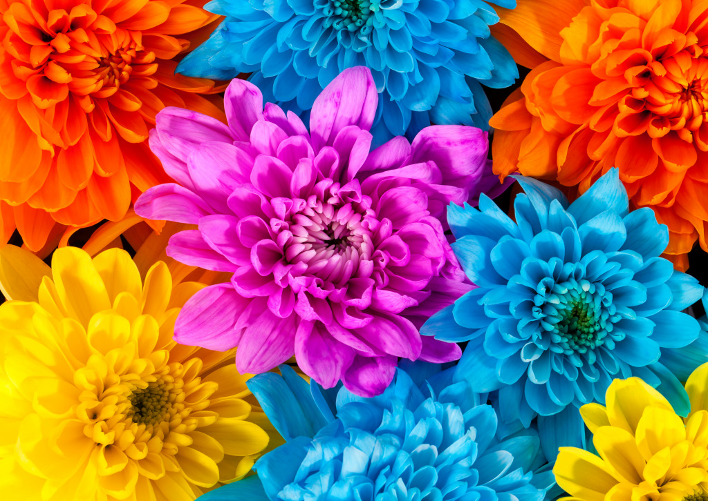 Colorful Chrysanthemum Flowers jigsaw puzzle in Macro puzzles on TheJigsawPuzzles.com
