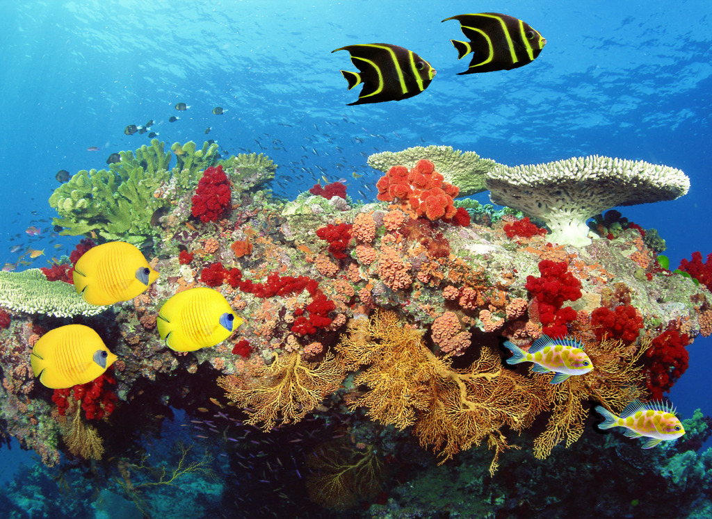 Korallenriff und tropische Fische jigsaw puzzle in Unter dem Meer puzzles on TheJigsawPuzzles.com