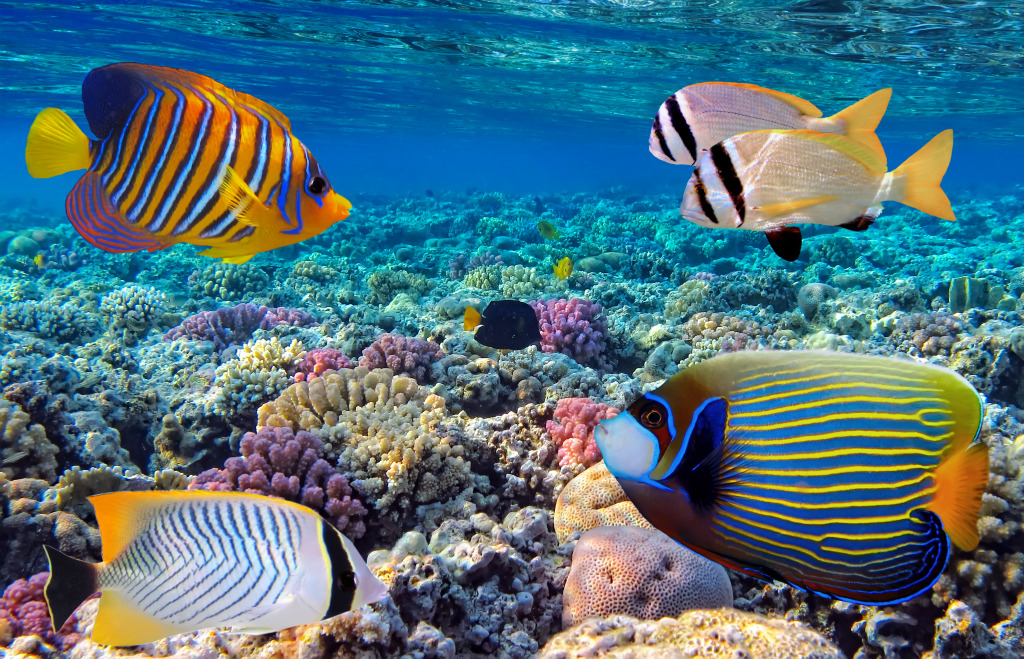 Tropical Fish in the Red Sea, Egypt jigsaw puzzle in Under the Sea puzzles on TheJigsawPuzzles.com