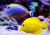 Surgeonfish and Yellow Tang