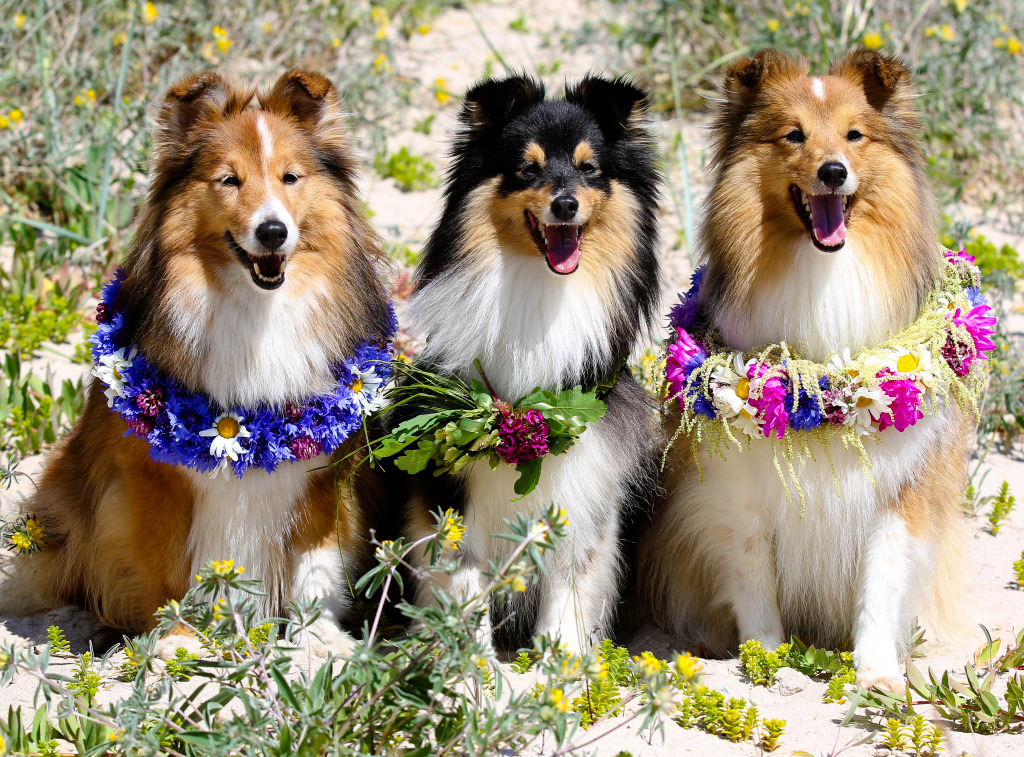 Shetland Sheepdogs jigsaw puzzle in Puzzle of the Day puzzles on TheJigsawPuzzles.com