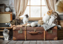 Kittens Basking on a Suitcase