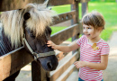 Little Girl Petting A Pony