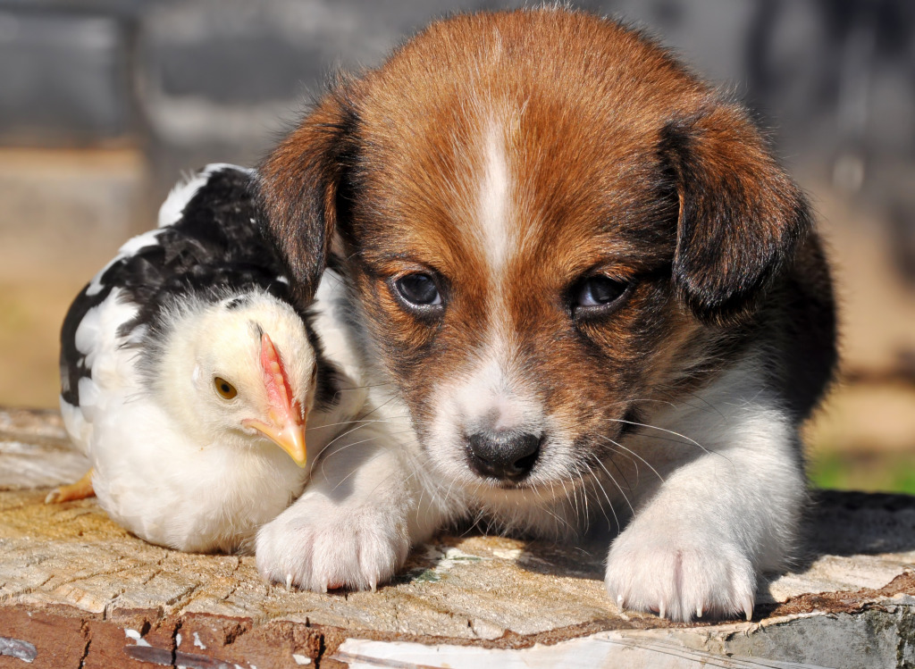 Puppy with a Little Chicken jigsaw puzzle in Animals puzzles on TheJigsawPuzzles.com
