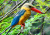 Stork-Bill Kingfisher