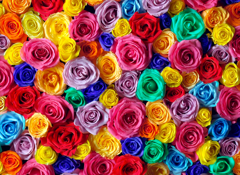 Разноцветные розы jigsaw puzzle in Цветы puzzles on TheJigsawPuzzles.com