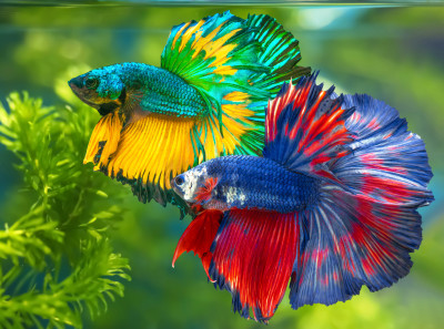 Siamese Fighting Fish jigsaw puzzle in Under the Sea puzzles on ...