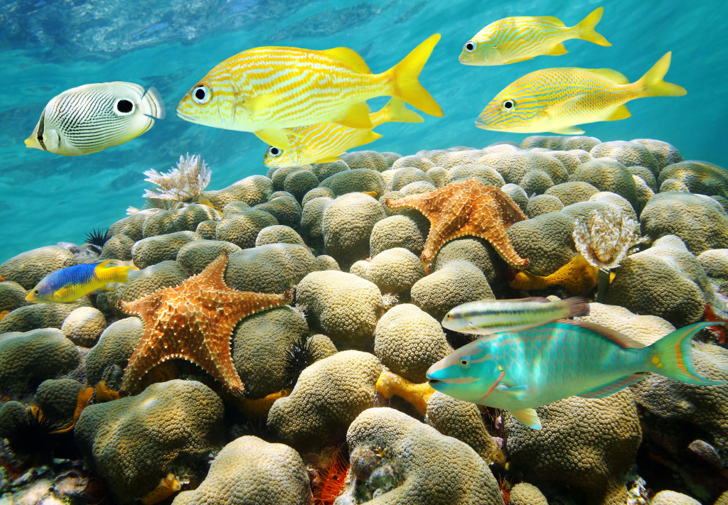 Coral Reef in the Caribbean Sea jigsaw puzzle in Under the Sea puzzles on TheJigsawPuzzles.com