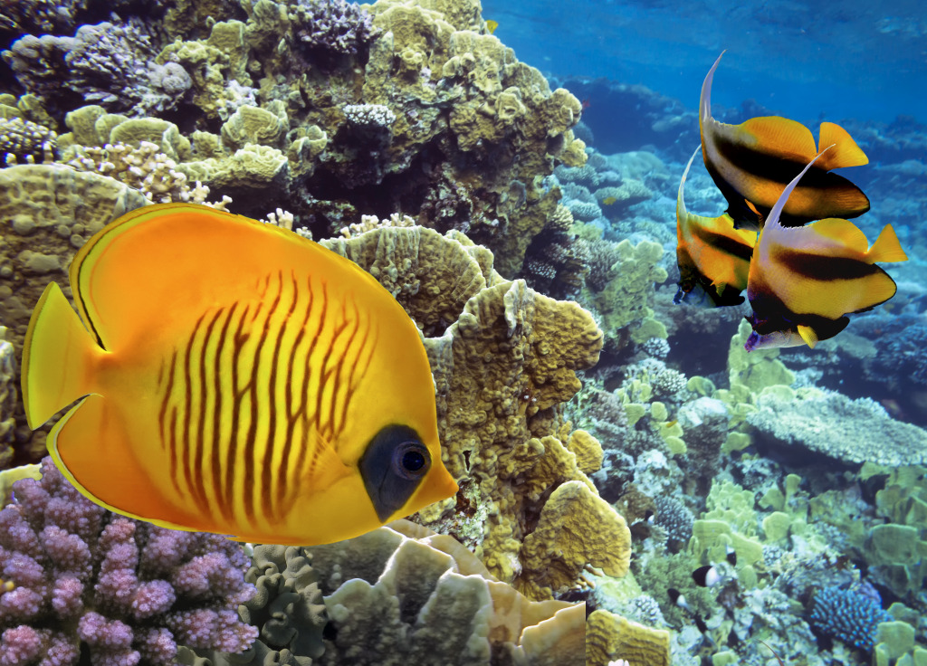 Masked Butterfly Fish at the Coral Reef jigsaw puzzle in Under the Sea puzzles on TheJigsawPuzzles.com