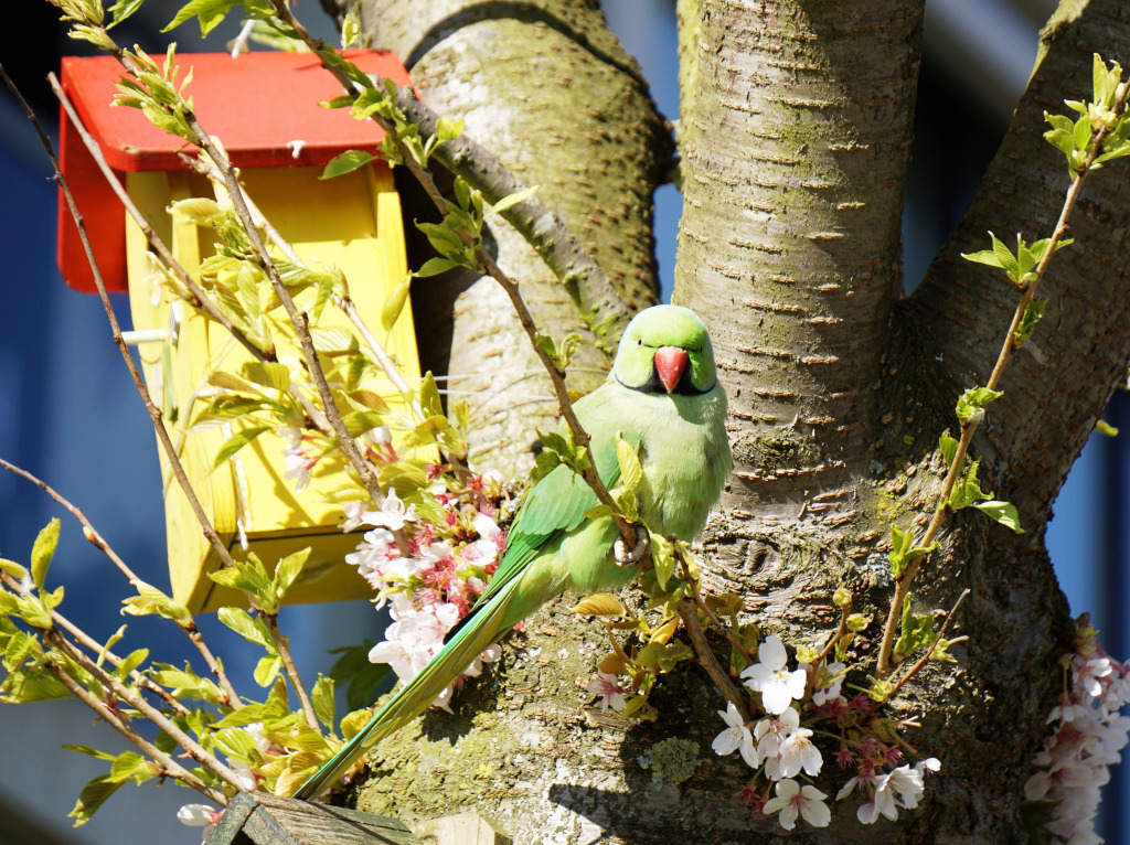 Parrot on the Blooming Tree jigsaw puzzle in Animals puzzles on TheJigsawPuzzles.com