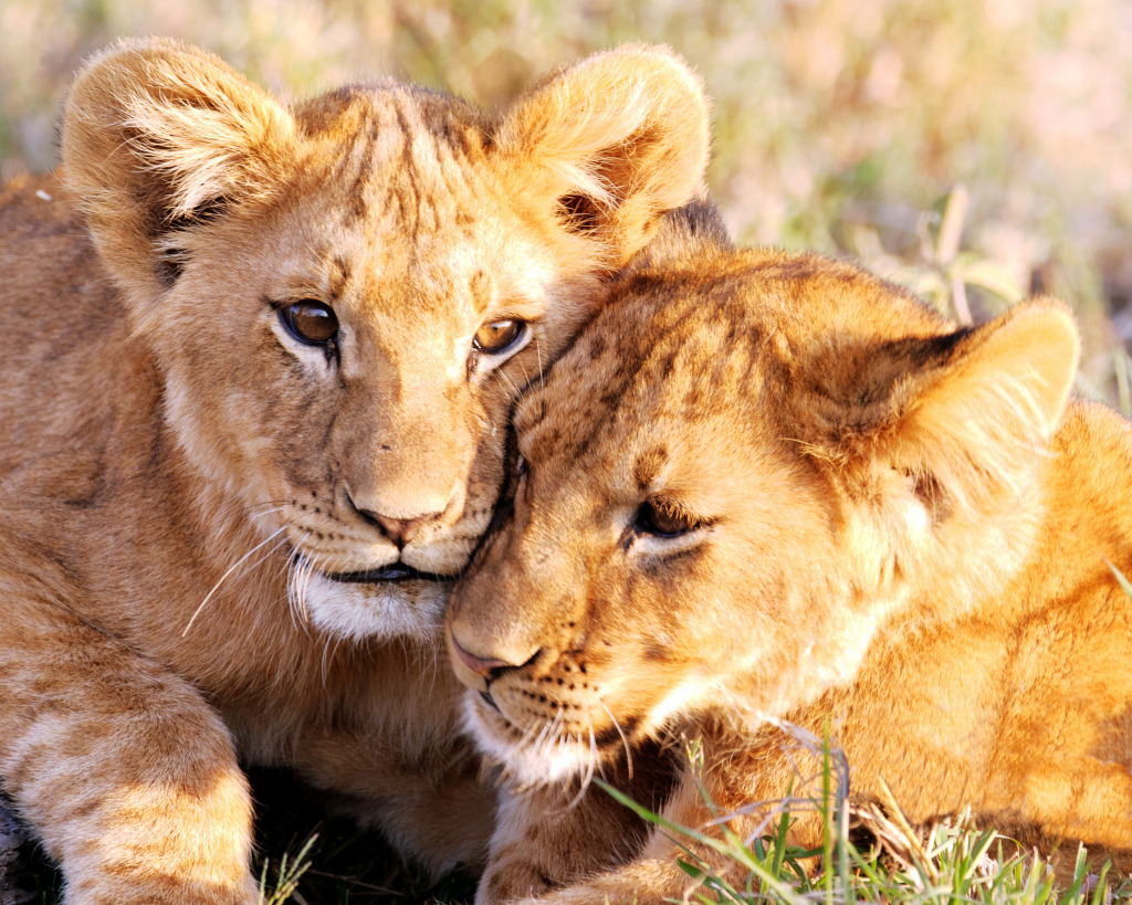 Lion Cubs jigsaw puzzle in Animals puzzles on TheJigsawPuzzles.com