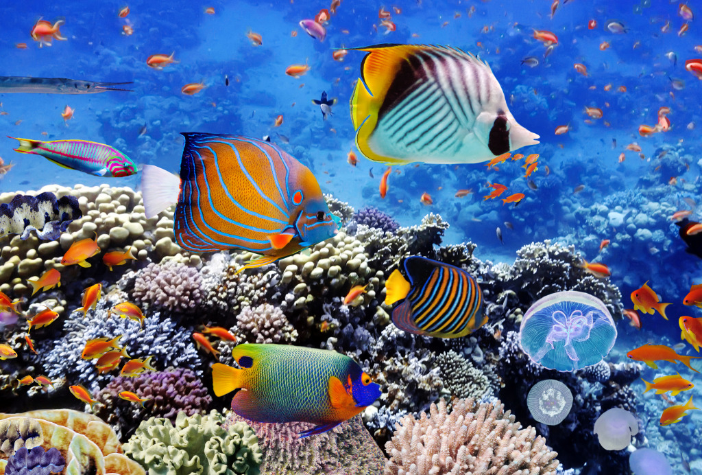 Corals in the Red Sea, Egypt jigsaw puzzle in Under the Sea puzzles on TheJigsawPuzzles.com