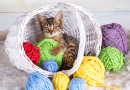 Cute Kitten with Colorful Balls of Yarn
