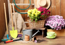 Chrysanthemums and Gardening Tools