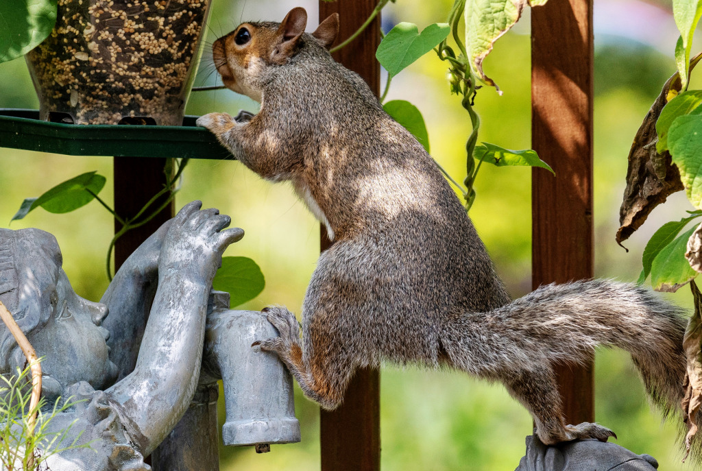 Squirrel in the Garden jigsaw puzzle in Animals puzzles on TheJigsawPuzzles.com