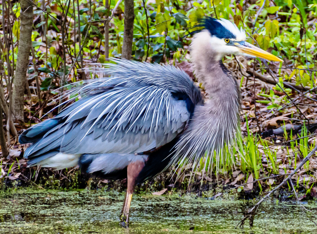 Blue Heron Hunting in the Marsh jigsaw puzzle in Animals puzzles on TheJigsawPuzzles.com