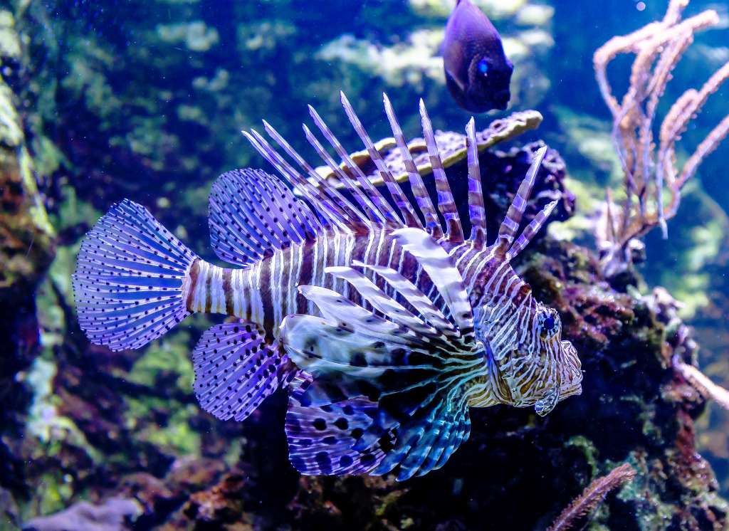 Lionfish jigsaw puzzle in Unter dem Meer puzzles on TheJigsawPuzzles.com