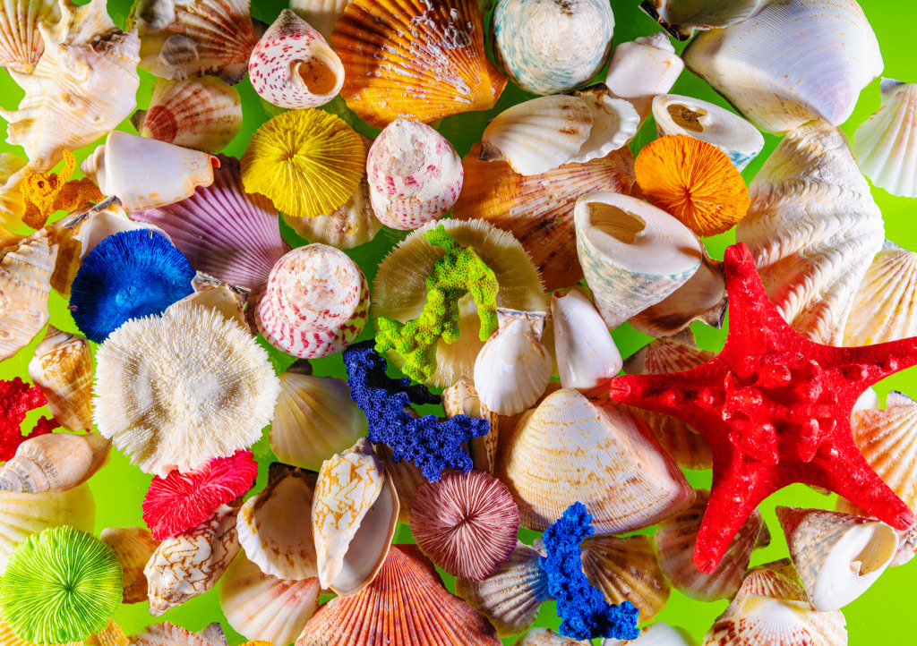 Beautiful Sea Shells jigsaw puzzle in Under the Sea puzzles on TheJigsawPuzzles.com