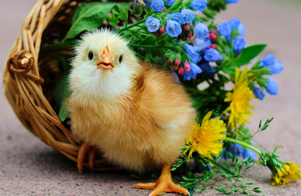 Cute Chicken and a Flower Basket jigsaw puzzle in Puzzle of the Day puzzles on TheJigsawPuzzles.com