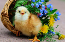 Cute Chicken and a Flower Basket