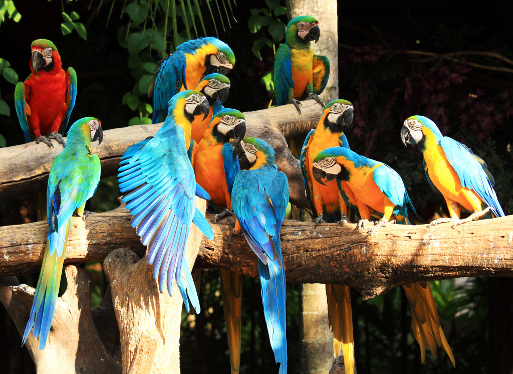 Beautiful Macaws on the Tree jigsaw puzzle in Animals puzzles on TheJigsawPuzzles.com