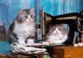 Tabby Kittens and a Sewing Machine