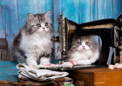 Tabby Kittens and a Sewing Machine jigsaw puzzle in Puzzle of the Day ...