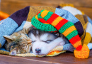 Tabby Cat and Malamute Puppy Sleeping on a Blanket