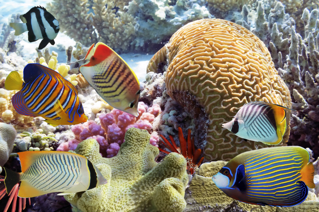 Tropische Fische und Korallenriffe jigsaw puzzle in Unter dem Meer puzzles on TheJigsawPuzzles.com